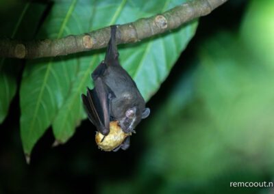 bat-eating-hanging-on-tail