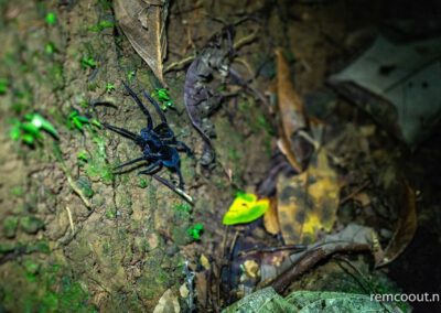 black-spider-which-species