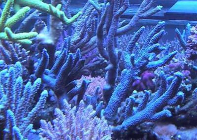 cahuita-reef-blue-staghorn-coral