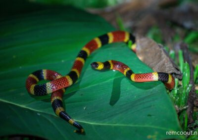 coral-snake-or-not
