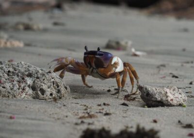 crab-walking-at-beach