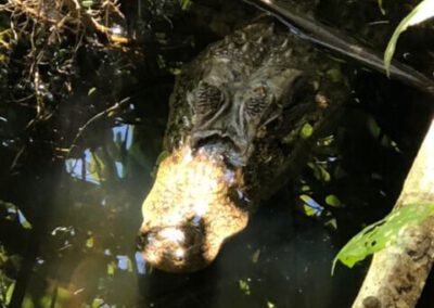 crocodile-cahuita-rarely-spotted
