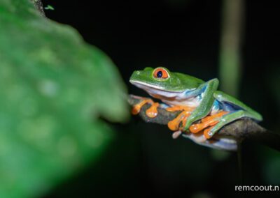frog-on-a-leaf