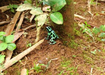 green-and-black-dart-poisoned-frog