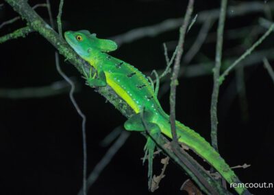 green-iguana-in-tree