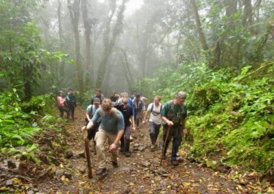 group-walks-towards-rainforest