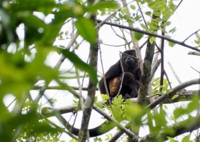 howler-monkey-high-in-tree