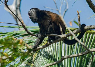 howler-monkey-marking-in-tree