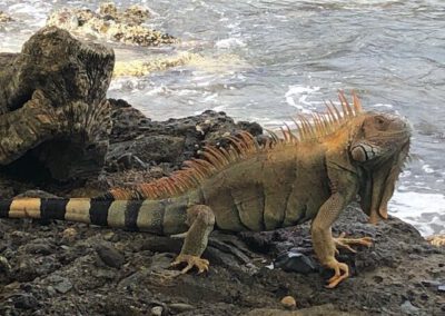 large-iguana-at-beach