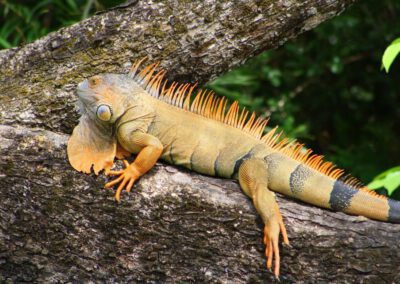 large-iguana-on-tree