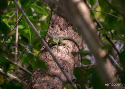 lizard-at-tree