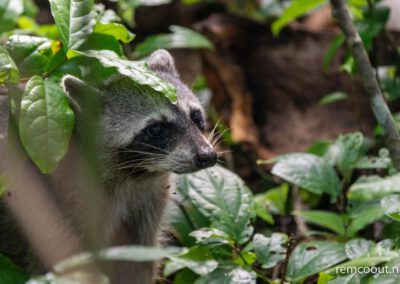 raccoon-closeby-not-afraid-looking-for-food