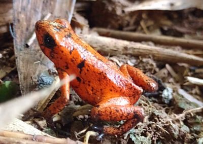 red-frog