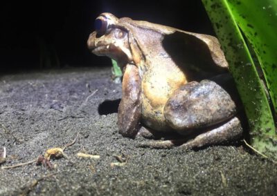 frog-close-to-river