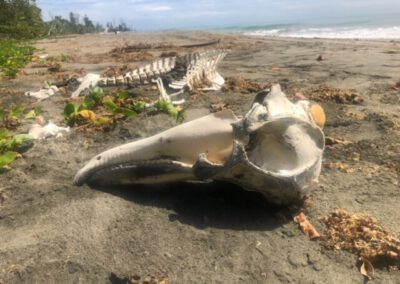 skelet-of-dolfin-beach