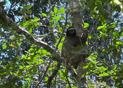 sloth-in-tree
