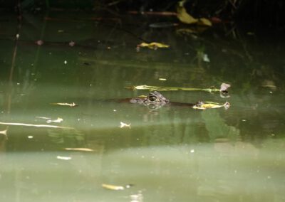 spectacled-caiman-finca-pool
