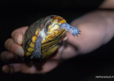 research-base-station-costa-rica-science-wildlife-turtles