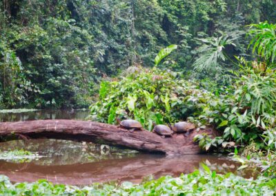 turtles-in-jungle