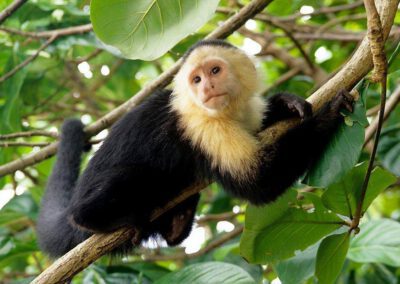 white-faced-monkey-capuchin