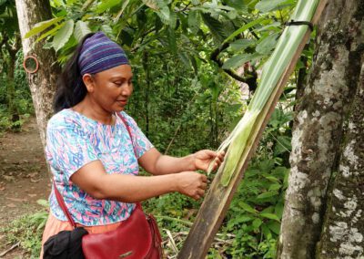woman-selecting-organic-plants-for-batanas