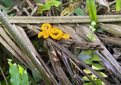 yellow-viper-snake-cahuita-park