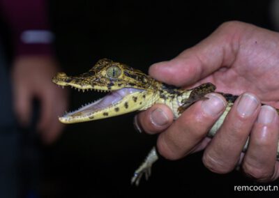 young-spectacled-caiman