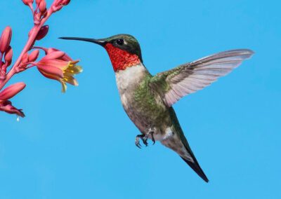 birds_hummingbirds
