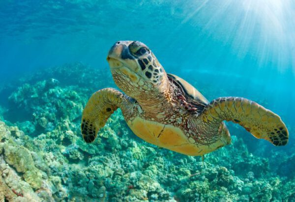snorkeling-in-costa-rica-cahuita-snorkeling-cahuita-national-park-hike-turtle