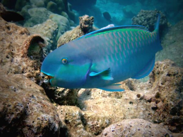 Blue-Parrot-Fish
