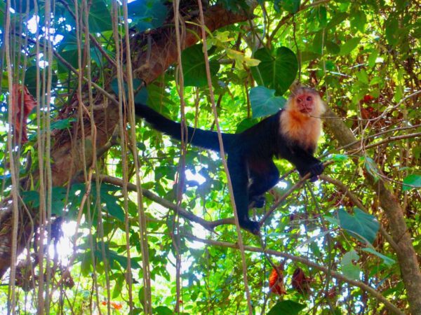 capuchin-monkey-in-tree