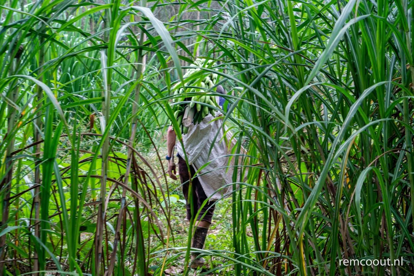 Freiwillige im ökologischen Landbau von Costa Rica