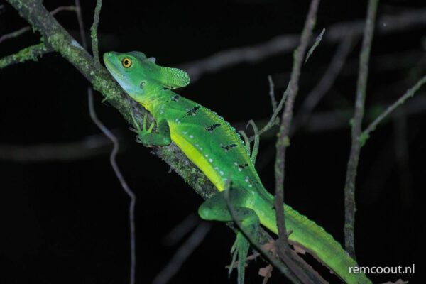 iguana-or-lizard