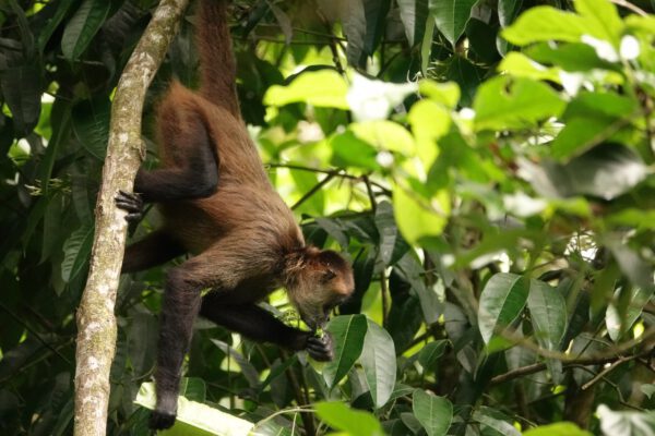 rainforest-costa-rica-tours-limon-jungle-guide-handling-bananito-monkey