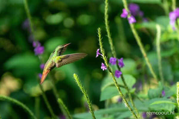 one-of-the-many-hummingbirds