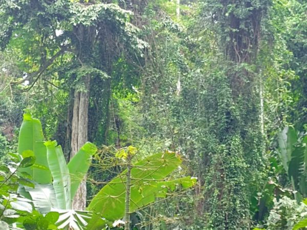 rainforest-costa-rica-tours-limon-jungle-hike-ancient-trees