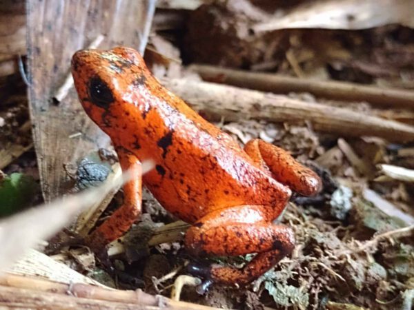 red-frog