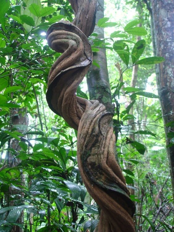 trail markers rainforest art