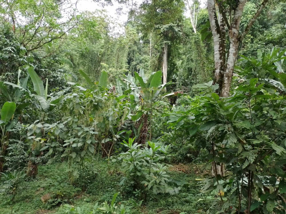 freiwillige-arbeit-im-costa-rica-regenwald-schutz