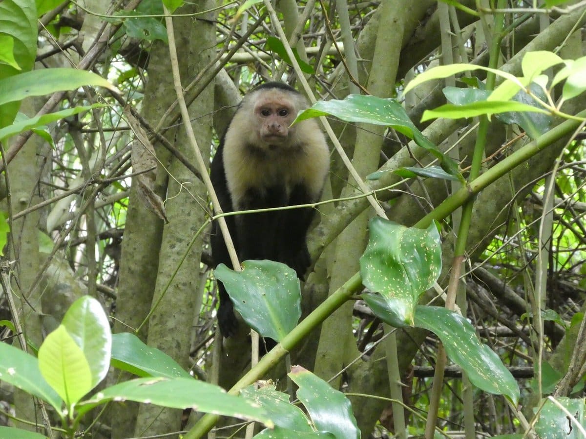 Reserva Biológica Hitoy Cerere Mono capuchino