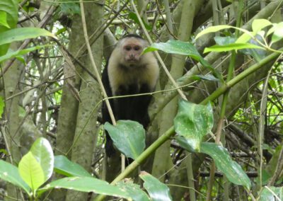 Hitoy Cerere Biological Reserve Monkey