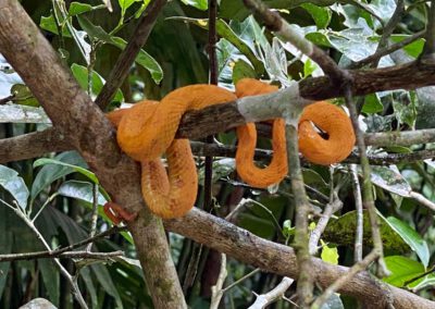 Hitoy Cerere Biological Reserve Snake