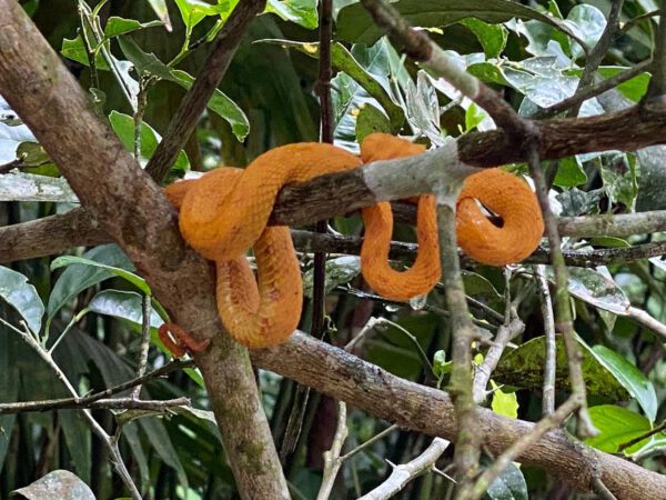 Hitoy Cerere Biological Reserve Snake