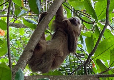 Hitoy Cerere Biological Reserve Sloth