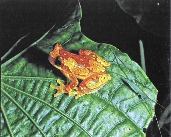 Hitoy Cerere Biological Reserve Frog