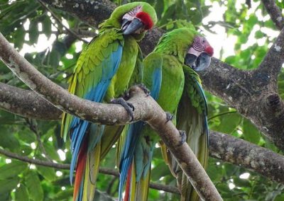 ara-manzanillo-macaw-1