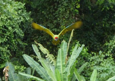 ara-manzanillo-macaw-2