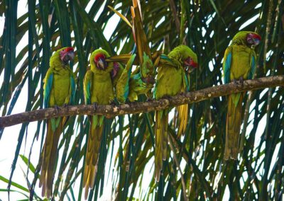ara-manzanillo-macaw-group