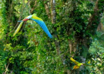 ara-manzanillo-macaw-flying