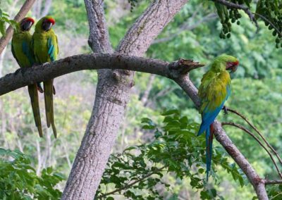ara-manzanillo-macaw-relaxing-tree